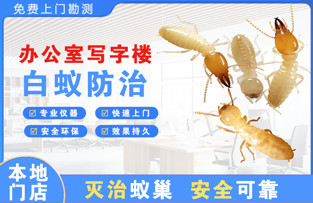 龙华办公室写字楼白蚁防治